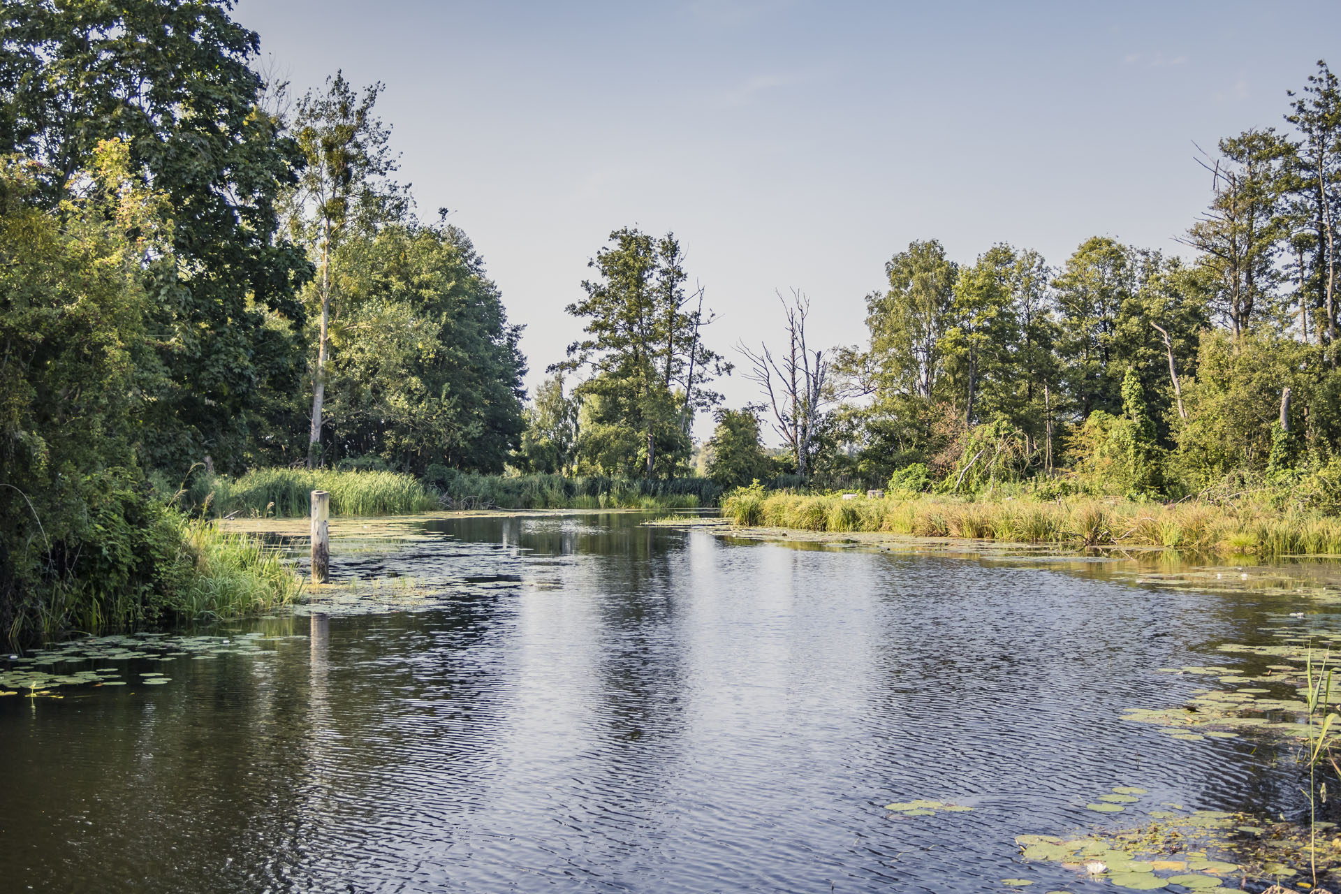 Ein Fluss mit Bäumen an den Ufern und Seerosen.